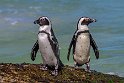 156 Boulder Beach, Zuid-Afrika